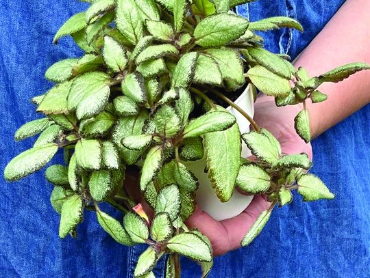 African violet show set for April; time to grow is now