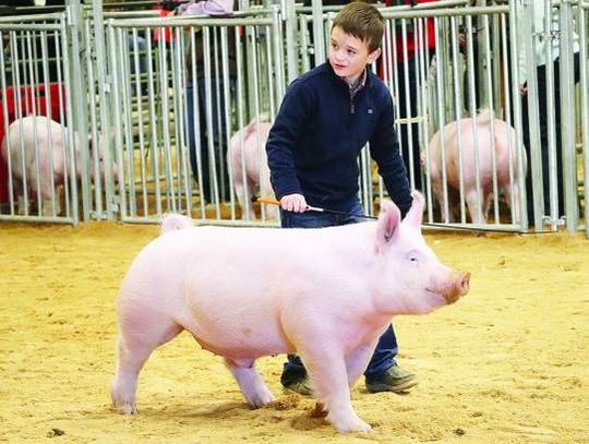 Annual livestock show is a family affair for many