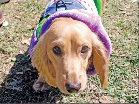 Barktoberfest brings pets, families together for a cause