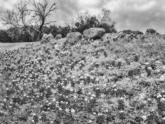 Blooming art takes center at Carriage House