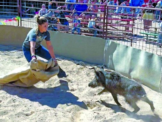Boerne champion goes whole hog in Ham Rodeo