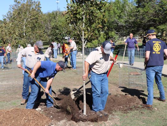 City to offer Arbor Day free tree giveaway Tuesday