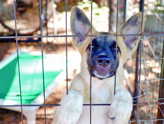 Buzz keeps a close eye out for potential adopters who might come and take him to his “forever home.”