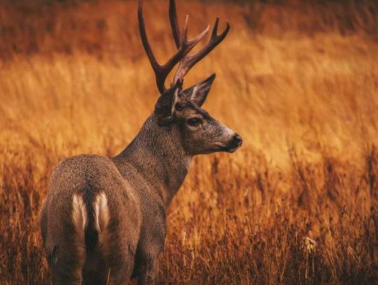 Chronic Wasting Disease a real threat to Texas deer