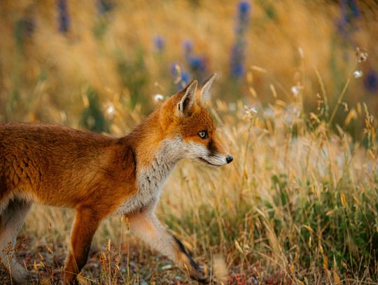 City: Fox tests positive for rabies; urges caution near wildlife