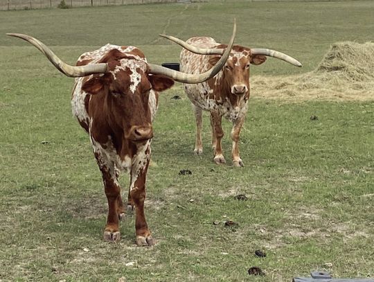 Commission votes to keep longhorns at county park