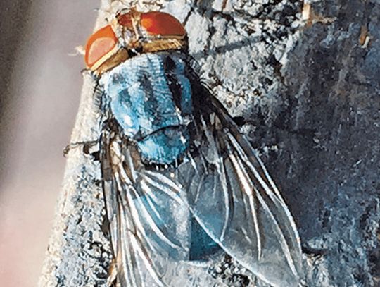 County officials issue warning about New World screwworm