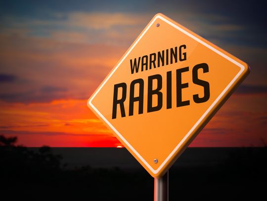 County warns residents after rabid fox cases logged