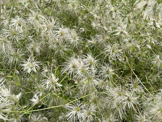 Creekside At The Cibolo: Picking perfect vines for barriers, wildlife habitat