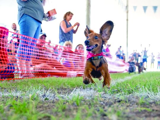 Das Festival entertains on Main, at Random