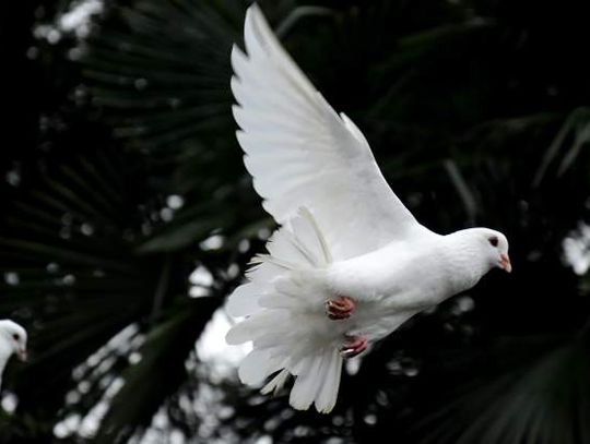 Despite summer heat, dove season expected to have soaring numbers