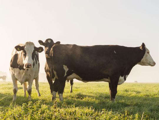 Fed agency braces for screwworm infestation