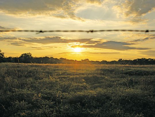 Finding resilience in nature