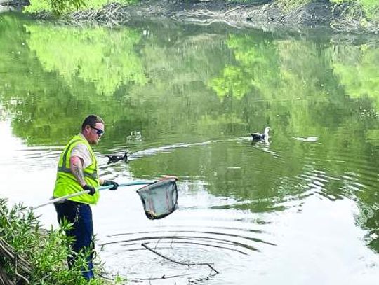 Floating fish rare but natural phenomenon