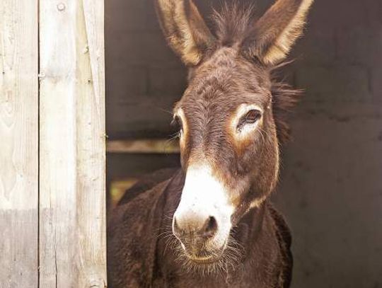 Fulfilling the unique needs of donkeys