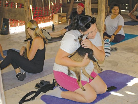 Goat yoga: Good for the soul, the joints, and a laugh