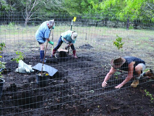 Groups plant trees to help restore acreage