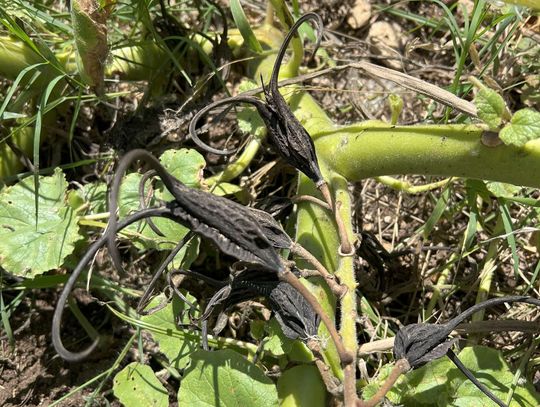 Hill Country: Right seed, right location