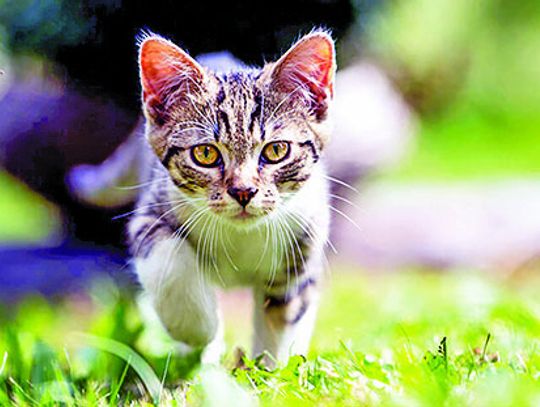 How free-roaming cats impact wildlife, disease