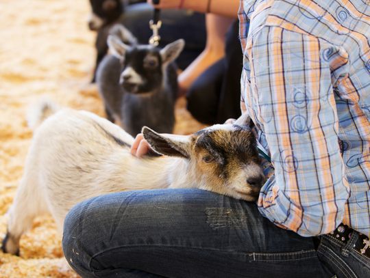 Junior Livestock Show boosts kids once again