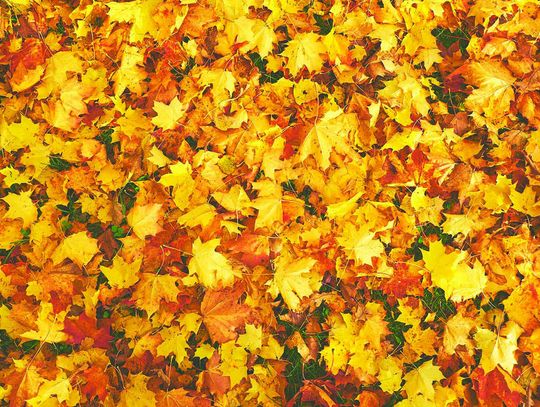 Leave the leaves