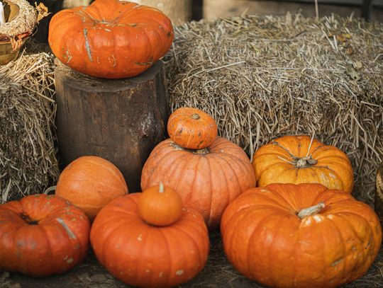 Library fun: Pumpkin Patch Poem