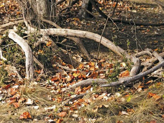 Memorable sights, sounds of ‘hitting the Cibolo trail’