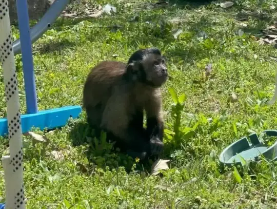 Missing monkey seen nearby; family optimistic for return