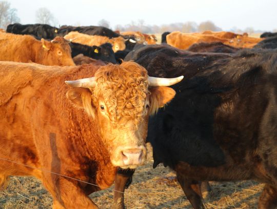 New World screwworm case found 200 miles from border