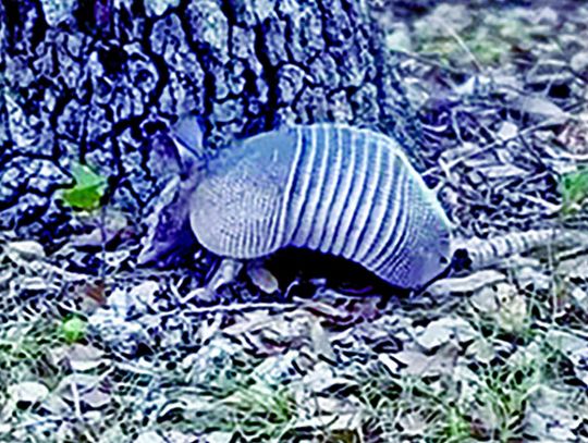 Nine-banded armadillos thrive in Lone Star climate