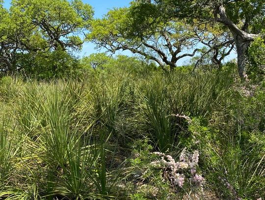 Officials: Easement protects Cibolo Preserve’s natural status