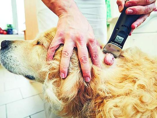 Options available when dealing with cancer in pets