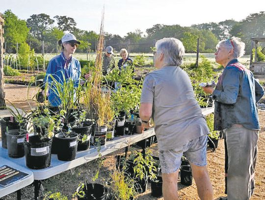 Planting native trees for pollinators, birds