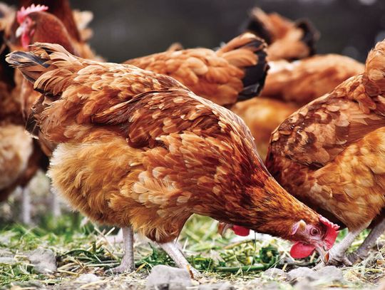 Poultry owners: Watch for, protect against bird flu