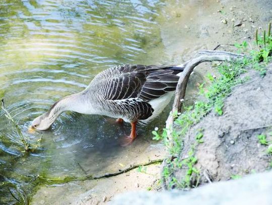 A Cibolo Creek duck puts its beak under water as it fishes for food. 