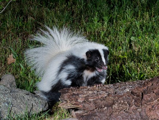 Rabies cases found in Fair Oaks Ranch