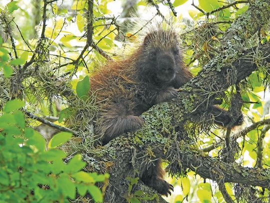 Spotting the ‘Thorn Pig’ of The Cibolo