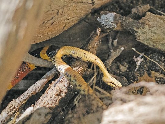 Ssssnakes alive!