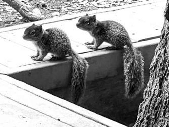 The Hill Country rock squirrel: Plentiful, adaptive