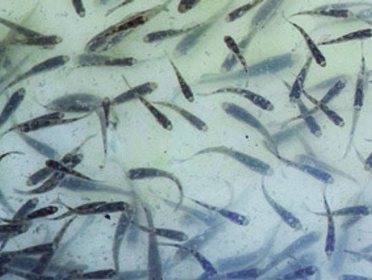 TPWD to release billionth hatchery-produced fingerling into Texas waters