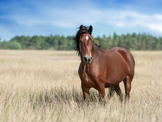 Understanding the season of summer sores in horses