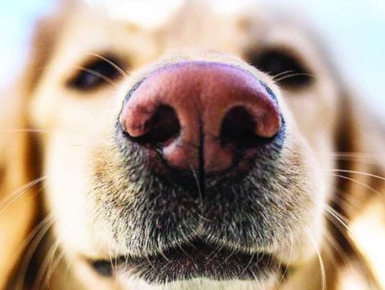 Wet or dry? The nose isn’t always telling in dogs