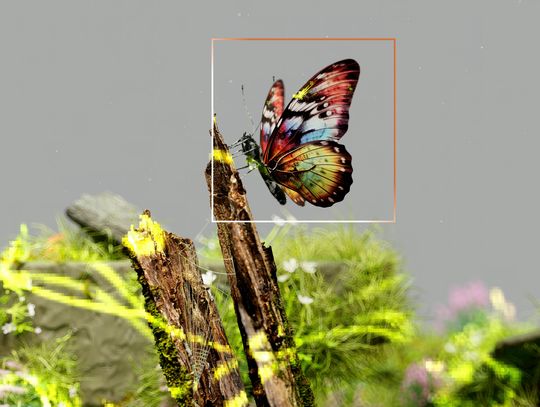 WILDLIFE RESEARCH: Snakes, ants, mammals, butterfly survey opportunities at The Cibolo