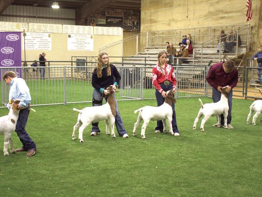 Youth show animals for judging at Ag Center