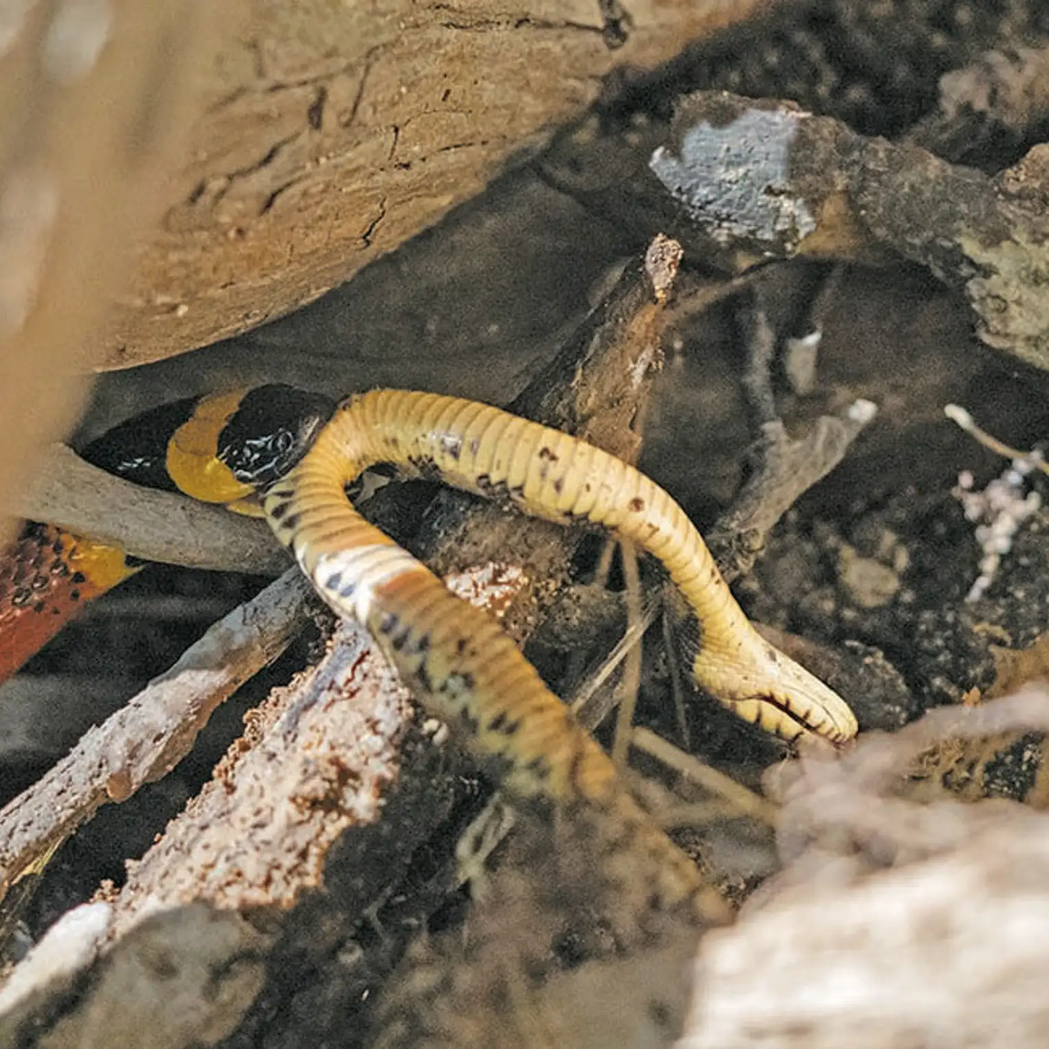 ZEAL WATER SNAKE AMAZONAS 2006新品希少品 xga-1x1-ssssnakes-alive-