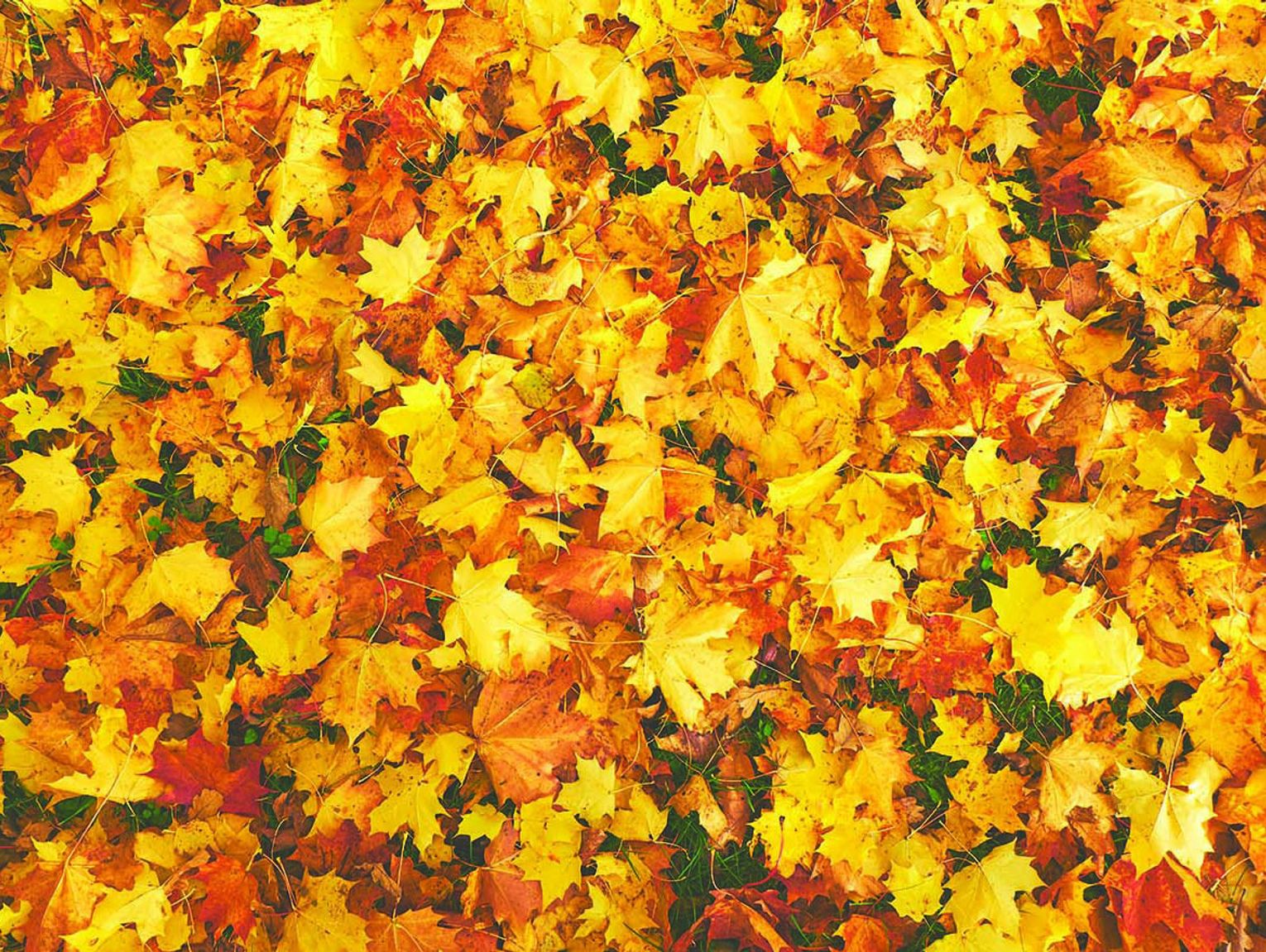 Leave the leaves Leave the leaves