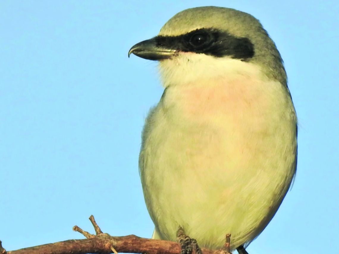 A butcher of a bird A butcher of a bird