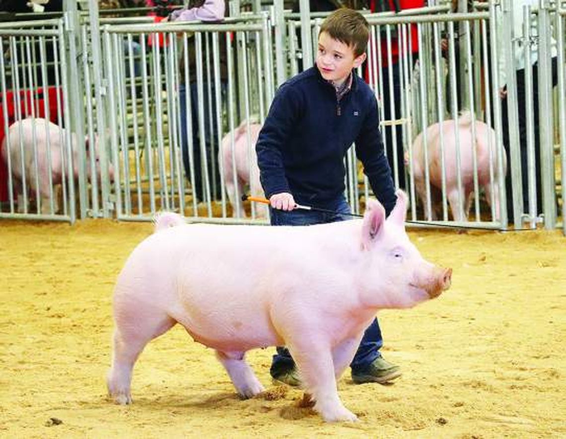 Annual livestock show is a family affair for many