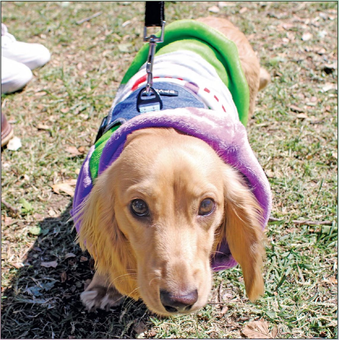 Barktoberfest brings pets, families together for a cause Barktoberfest brings pets, families together for a cause