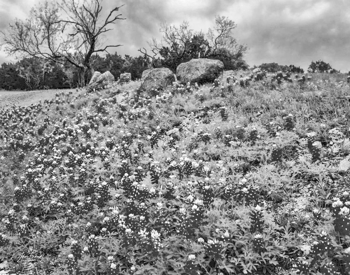 Blooming art takes center at Carriage House